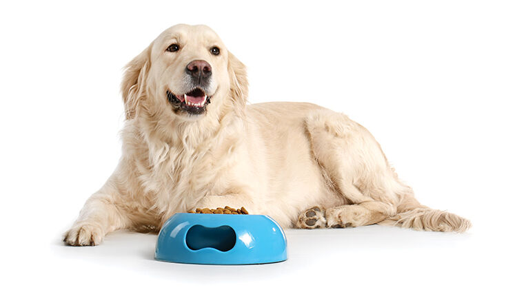 Cute dog near bowl with food on white background